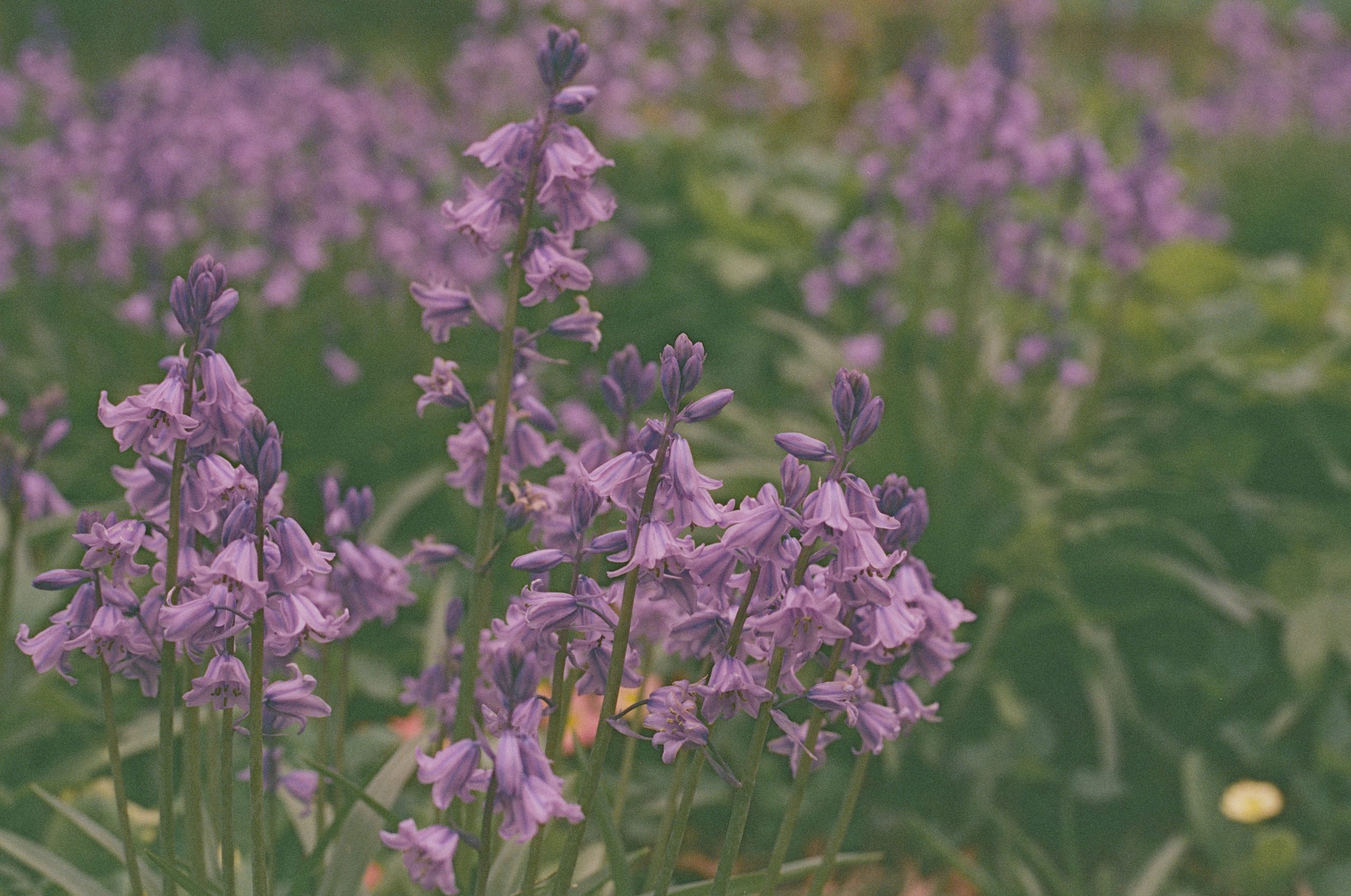 CineStill 400D film – review